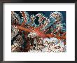 Long Nose Hawkfish, Amongst Coral, Indonesia by Mark Webster Limited Edition Print