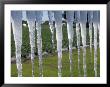 Icicles Hang From Sign At Fancy Farms, A Strawberry Farm In Plant City, Florida, December 2000 by Dale E. Wilson Limited Edition Print