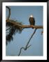 American Bald Eagle Perches On Tree Branch by Klaus Nigge Limited Edition Pricing Art Print