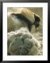 Lion, Male, Kgalagadi Transfrontier Park, South Africa by Richard Packwood Limited Edition Print