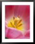 Tulipa Happy Family (Triumph Tulip), Pink Flower by Chris Burrows Limited Edition Print