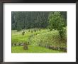 Haystacks, Bucovina, Romania by Russell Young Limited Edition Pricing Art Print