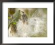 Thistle Seedheads In Autumn by Mark Bolton Limited Edition Pricing Art Print