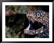 A Close-View The Gaping Jaws Of A Spotted Moray Eel by Wolcott Henry Limited Edition Pricing Art Print