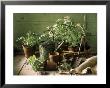 Still Life With Various Herbs In Pots by Gerrit Buntrock Limited Edition Print