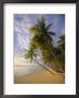 Palm Trees And Beach, Pigeon Point, Tobago, Trinidad And Tobago, West Indies by Gavin Hellier Limited Edition Print