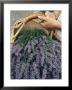Lavender Harvest, Vashon, Washington State, United States Of America, North America by Colin Brynn Limited Edition Print