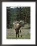 Elk Or Wapiti (Cervus Elaphus), Bow Valley Parkway, Near Lake Louise, Rocky Mountains by Pearl Bucknall Limited Edition Print