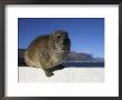 Rock Hyrax, Procavia Johnstonia, On Wall With Hermanus In Background, Western Cape, South Africa by Steve & Ann Toon Limited Edition Print