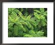 Ferns, Ah Reed Memorial Kauri Park, Northland, New Zealand by David Wall Limited Edition Print