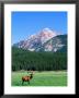 Elk And Mountains Near Coyote Valley, Rocky Mountain National Park, Colorado by Holger Leue Limited Edition Print