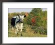 Randall Blue Lineback, Rare Breed Of Domestic Cattle, Connecticut, Usa by Lynn M. Stone Limited Edition Print