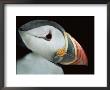 Puffin Portrait, Runde, Norway by Bence Mate Limited Edition Print