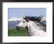 Grey Andalusian Stallion Head Portrait, Colorado, Usa by Carol Walker Limited Edition Print