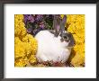 Mini Rex Rabbit, Amongst Flowers, Usa by Lynn M. Stone Limited Edition Print