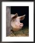 Domestic Pig Looking Out Of Stable, Europe by Reinhard Limited Edition Print