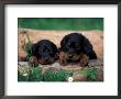 Domestic Dogs, Two Gordon Setter Puppies Resting On Log by Adriano Bacchella Limited Edition Print