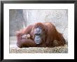 Bornean Orangutan, Mum And 2 Month Old Baby, Zoo Animal by Stan Osolinski Limited Edition Print