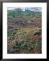 Green Re-Growth After Rains, Laikipia, Kenya, East Africa, Africa by N A Callow Limited Edition Print