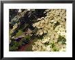 Dogwood Trees Bloom At The Vietnam Memorial In Washington Park, Portland, Oregon, Usa by Janis Miglavs Limited Edition Print