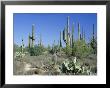 Saguaro Organ Pipe Cactus And Prickly Pear Cactus, Saguaro National Monument, Tucson, Arizona, Usa by Anthony Waltham Limited Edition Print