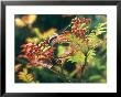 Sorbus Commixta by Mark Bolton Limited Edition Print