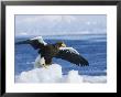 Stellars Sea Eagle, Wings Open About To Take-Off, Japan by Roy Toft Limited Edition Print