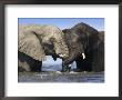 Two African Elephants Playing In River Chobe, Chobe National Park, Botswana by Tony Heald Limited Edition Print