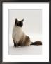 Domestic Cat, Mitted Seal-Point Ragdoll Male by Jane Burton Limited Edition Print