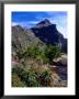 Flora With Mount Anne Behind, South West National Park, Tasmania, Australia by Gareth Mccormack Limited Edition Print