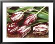Cut Parrot Tulipa (Tulips) Red & Cream Colour by Linda Burgess Limited Edition Print