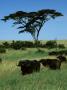 Masai Mara Male And Female Cape Buffalo Look On Under An Acacia Tree by Daniel Dietrich Limited Edition Print