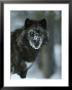 Snow Flakes Cover The Face Of A Black-Colored Gray Wolf, Canis Lupus by Jim And Jamie Dutcher Limited Edition Print