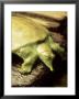 Gulf Coast Smooth Softshell Turtle, Nd by David M. Dennis Limited Edition Pricing Art Print