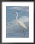 Great Blue Heron, White Morph, Florida by Roy Toft Limited Edition Print
