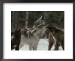 Pack Of Gray Wolves, Canis Lupus, Howl by Jim And Jamie Dutcher Limited Edition Pricing Art Print
