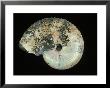 Ammonite, Fox Hills Formation, South Dakota by David M. Dennis Limited Edition Print