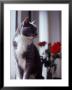 Cat Near Window With Roses In Background by Debra Cohn-Orbach Limited Edition Pricing Art Print