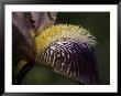 The Intricate Markings Of A Purple Orchid Petal And Yellow Stamen, Australia by Jason Edwards Limited Edition Pricing Art Print