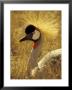 African Crowned Crane, South Africa by Michele Westmorland Limited Edition Print