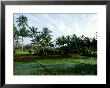 Rice In Paddy Fields, Goa by David Cayless Limited Edition Print