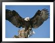 Bald Eagle Perched On Driftwood by John Eastcott & Yva Momatiuk Limited Edition Print