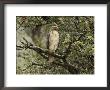 Juvenile Red-Tailed Hawk Perches In An Oak Tree by George Grall Limited Edition Pricing Art Print