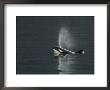 Killer Whale Calf Blows As It Surfaces by Ralph Lee Hopkins Limited Edition Pricing Art Print