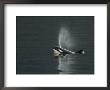 Killer Whale Calf Blows As It Surfaces by Ralph Lee Hopkins Limited Edition Print