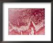 Crackled Salt Crust, The Pink Hue Is A Byproduct Of Micro Organisms, Tanzania by Michael Fay Limited Edition Print