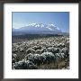 Mount Kilimanjaro, The Breach Wall, As Seen From Shira Plateau by David Pluth Limited Edition Print