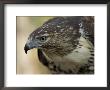Red-Tailed Hawk by Joel Sartore Limited Edition Pricing Art Print