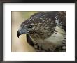 Red-Tailed Hawk by Joel Sartore Limited Edition Print