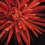 Gorgeous Dahlia by Rian Withaar Limited Edition Print